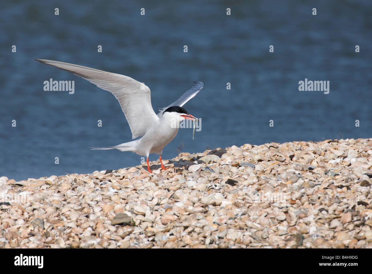 Common Tern (Sterna hirundo) with prey in its beak at coast Stock Photo
