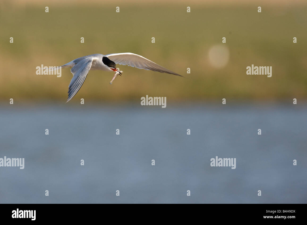 Common Tern (Sterna hirundo) flying with prey in its beak Stock Photo