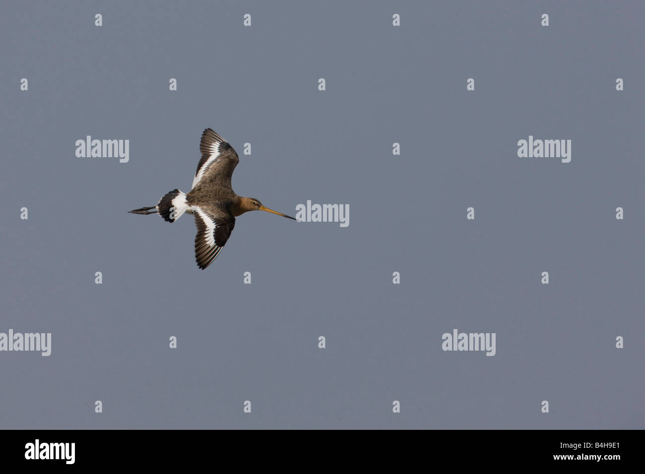 Black-tailed Godwit (Limosa limosa) in flight Stock Photo