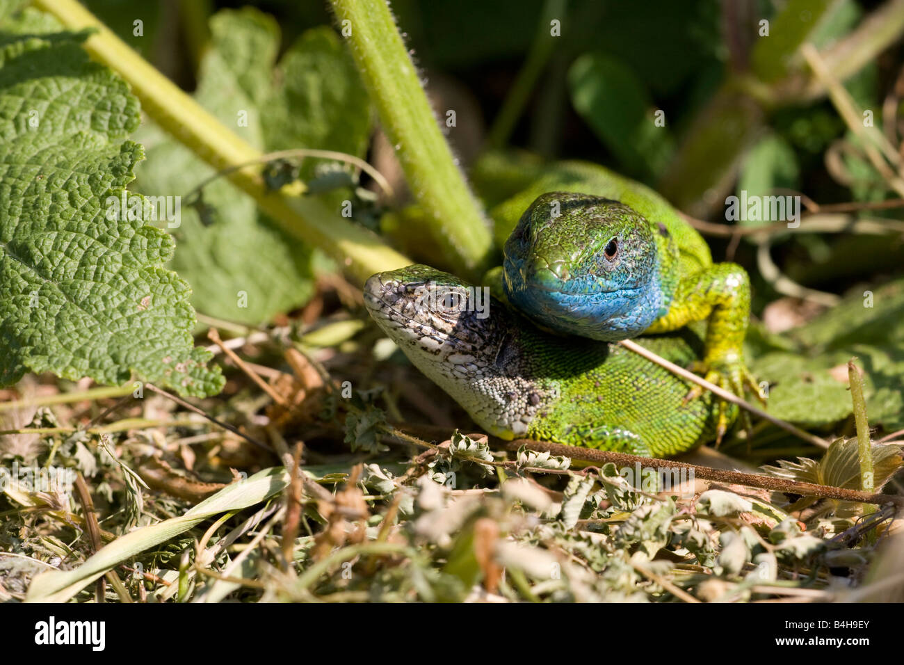 Close-up of two European Green Lizard (Lacerta viridis) in forest Stock Photo