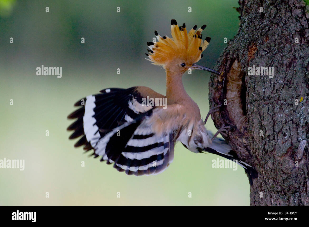 Close-up of Hoopoe (Upupa epops) perching on tree trunk Stock Photo
