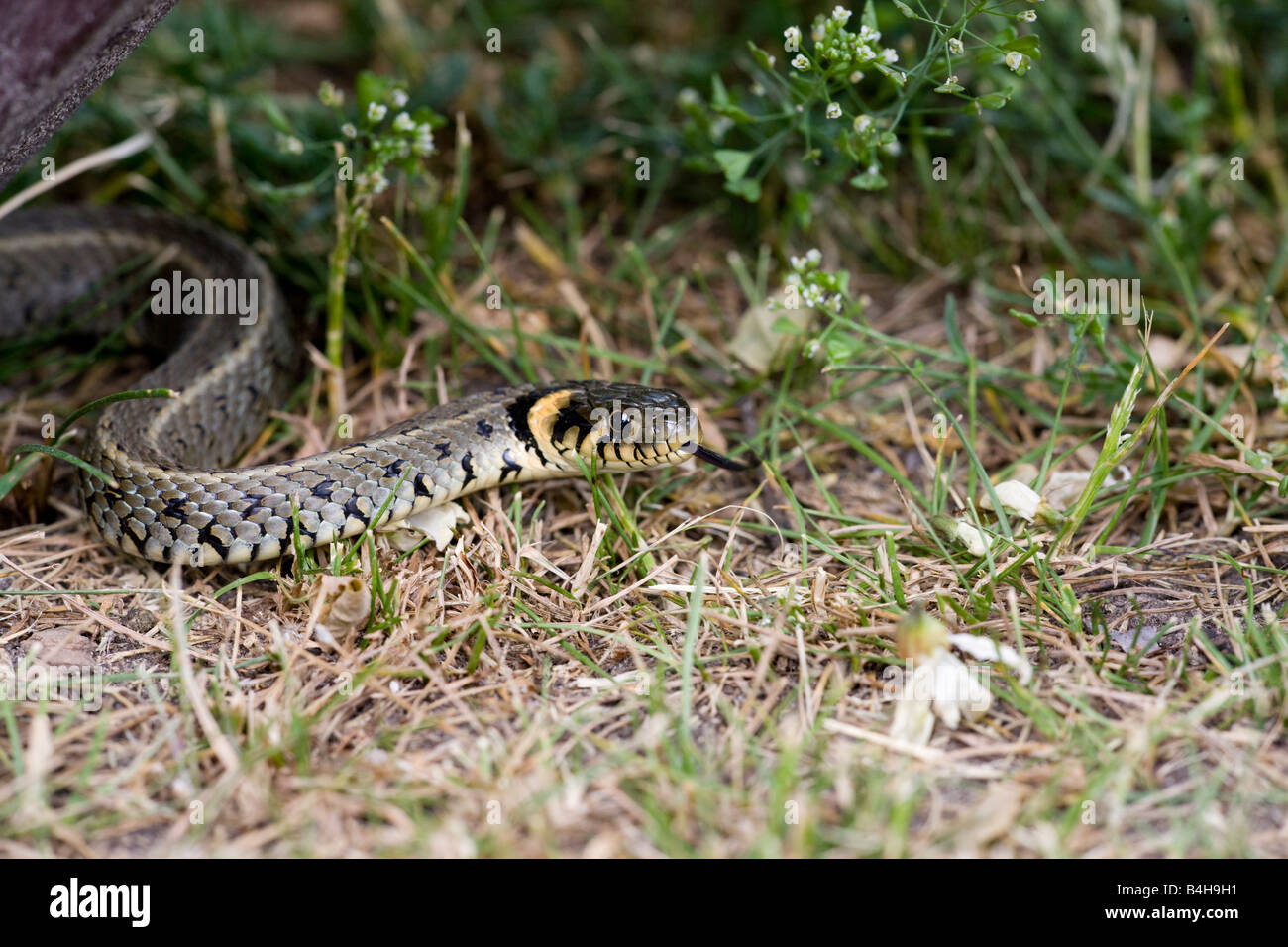Close-up of Grass Snake (Natrix natrix) in forest Stock Photo