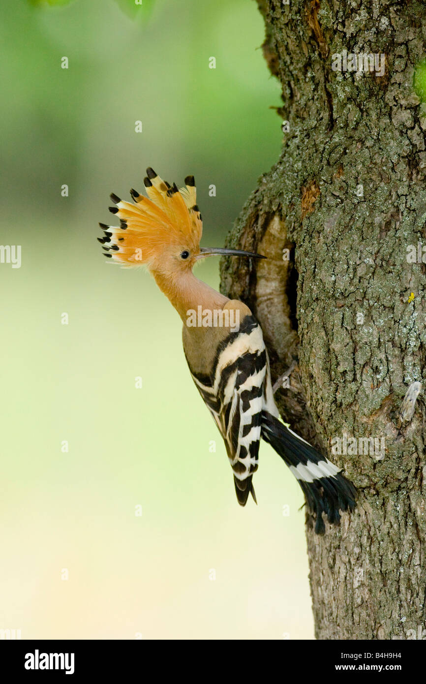Close-up of Hoopoe (Upupa epops) perching on tree trunk Stock Photo
