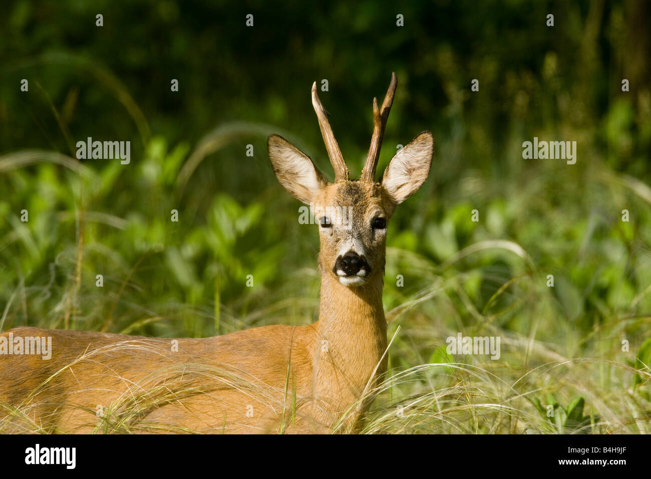 Close-up of European Roe Deer (Capreolus capreolus) standing in forest Stock Photo