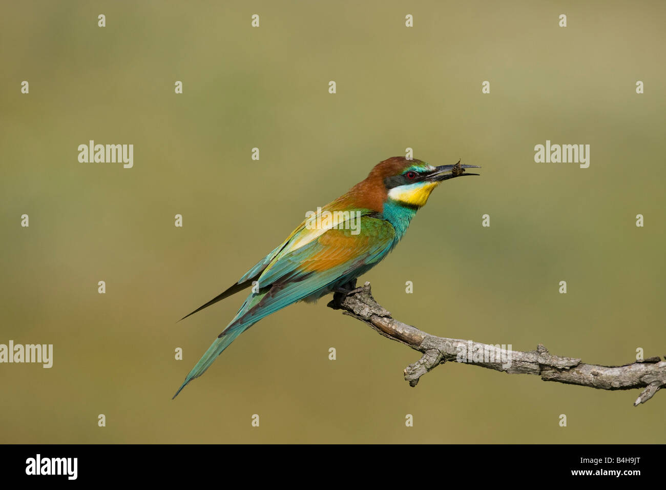 Close-up of European Bee-eater (Merops apiaster) perching on branch with prey in its beak, Hungary Stock Photo