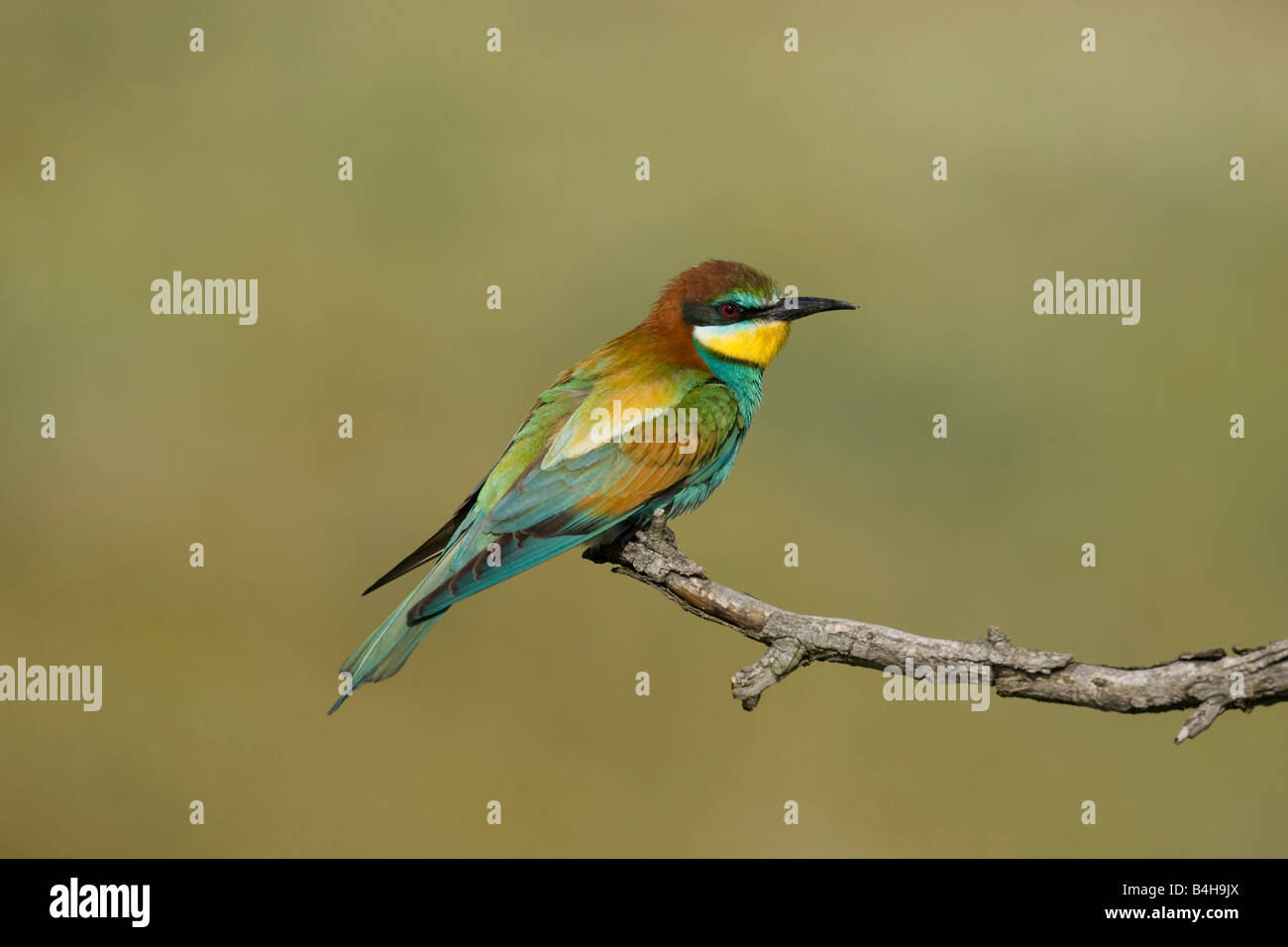 Close-up of European Bee-eater (Merops apiaster) perching on branch, Hungary Stock Photo