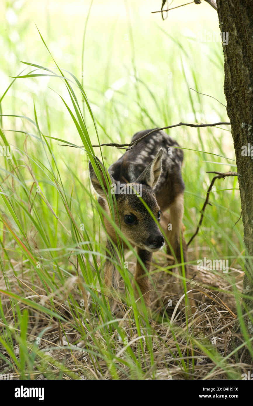 Close-up of fawn of European Roe deer (Capreolus capreolus) in forest Stock Photo