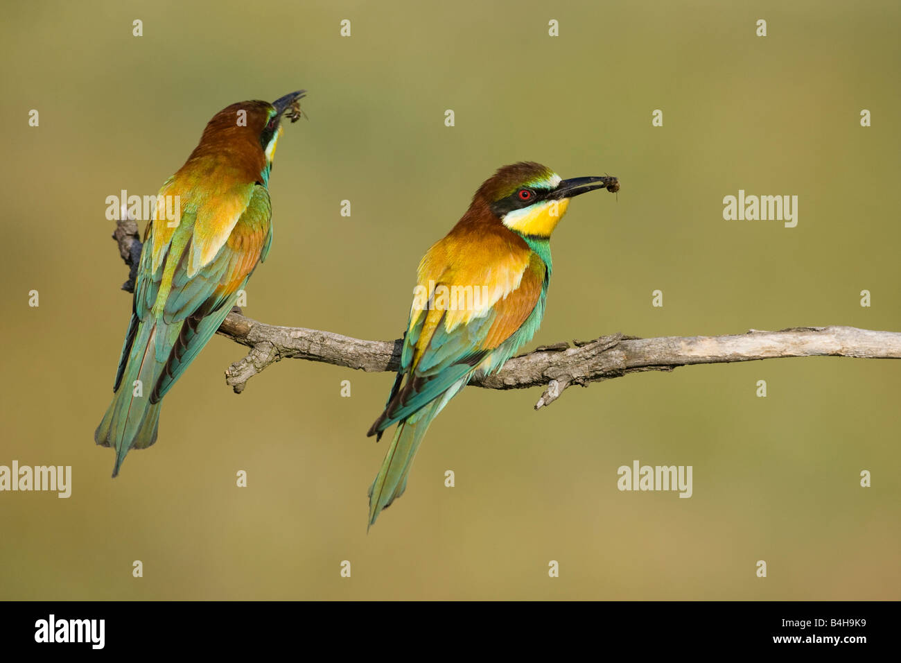 Close-up of two European Bee-eaters (Merops apiaster) perching on branch with prey in its beak, Hungary Stock Photo