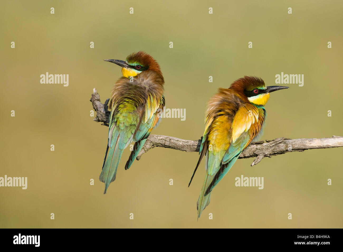Close-up of two European Bee-eaters (Merops apiaster) perching on branch, Hungary Stock Photo