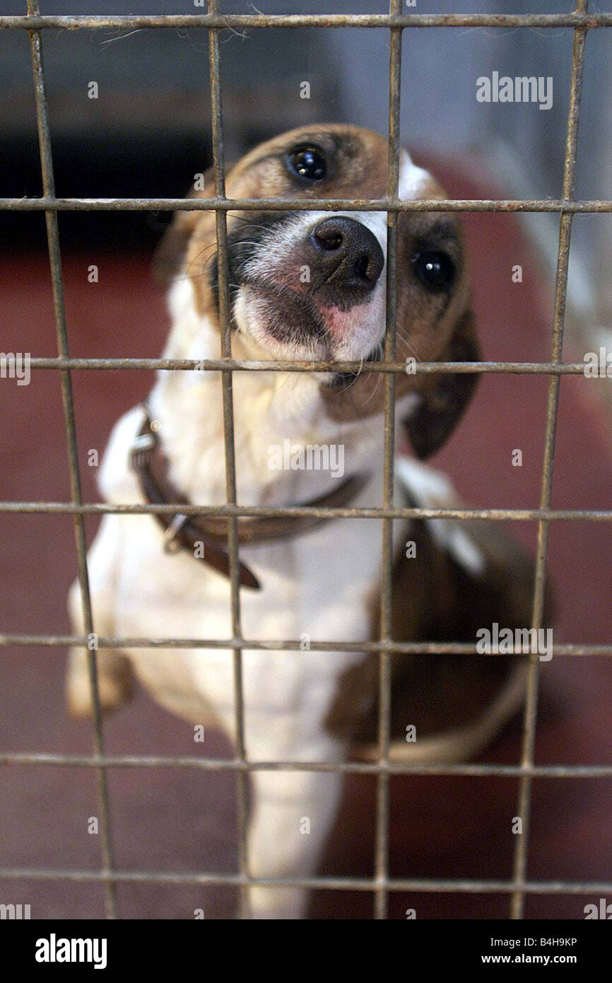 Four Legged High Resolution Stock Photography and Images Alamy