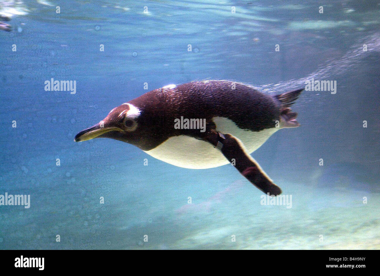 Belfast Zoo June 2000 A Penguin at Belfast zoo Stock Photo Alamy