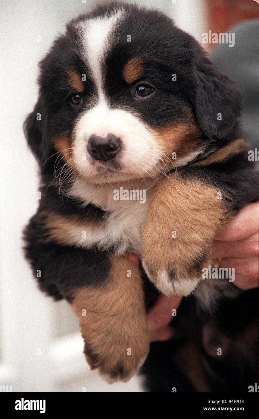 Swiss mountain hotsell dog puppy