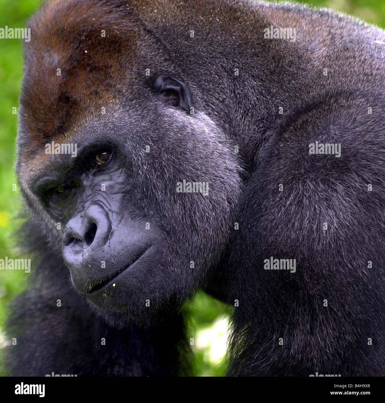 Boulas silverback male gorilla belfast hires stock photography and