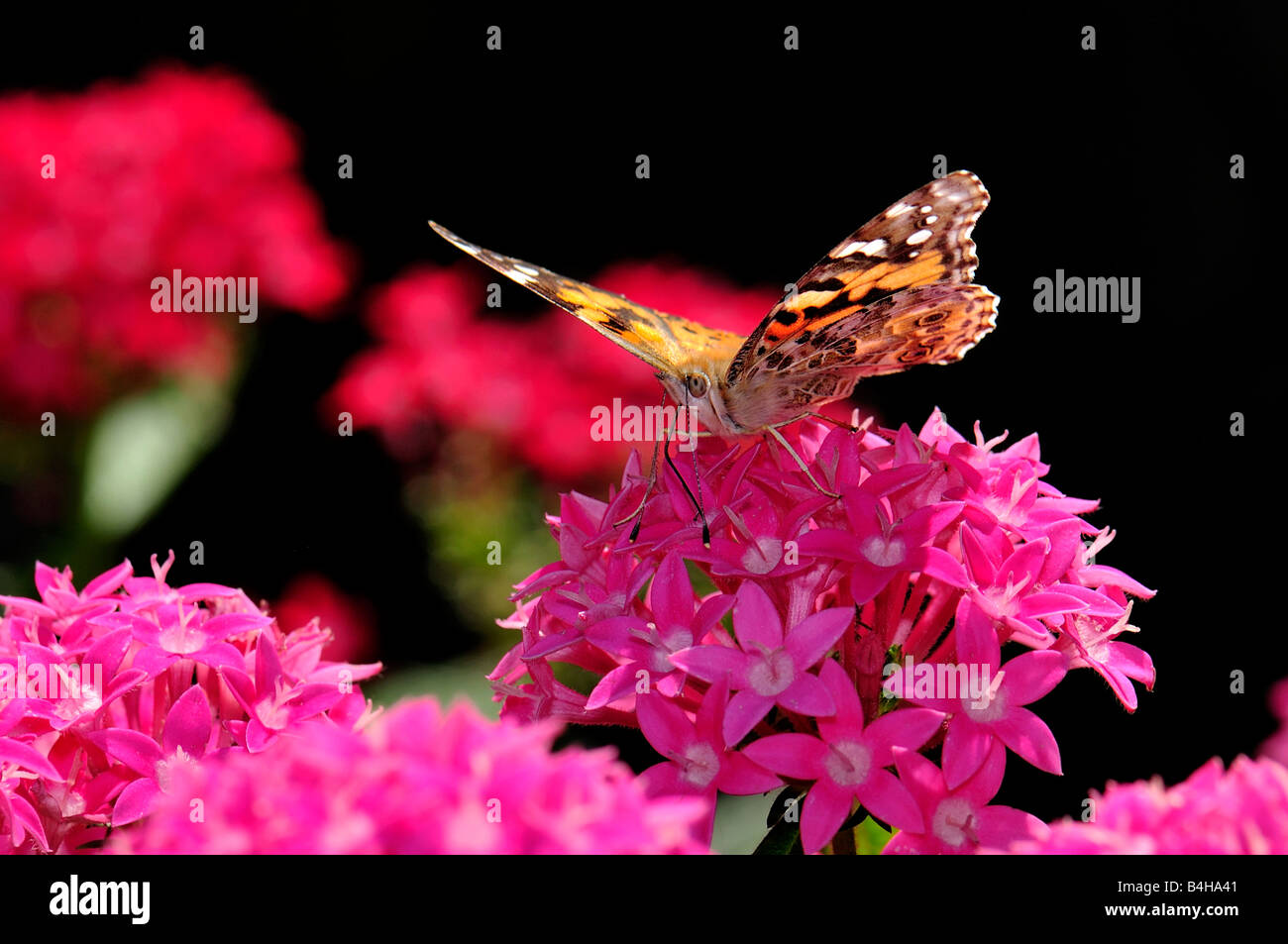 A Painted Lady butterfly, Vanessa cardui, feeds on pink Pentas lanceolata blooms. Oklahoma, USA. Stock Photo