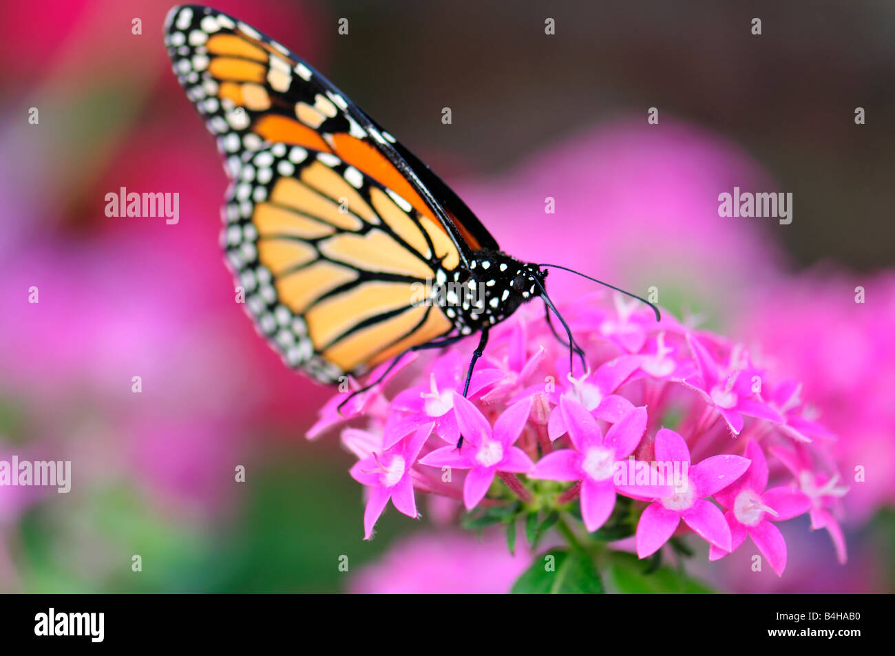 Monarch butterfly, Danaus plexippus feeding on Pentas lanceolata flowers in Oklahoma, USA. Stock Photo