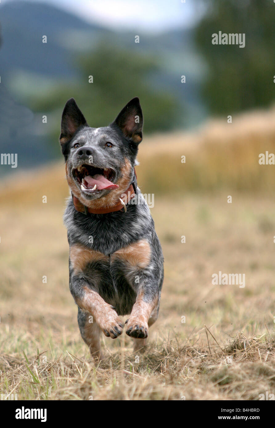 Australian Cattle Dog running in field Stock Photo