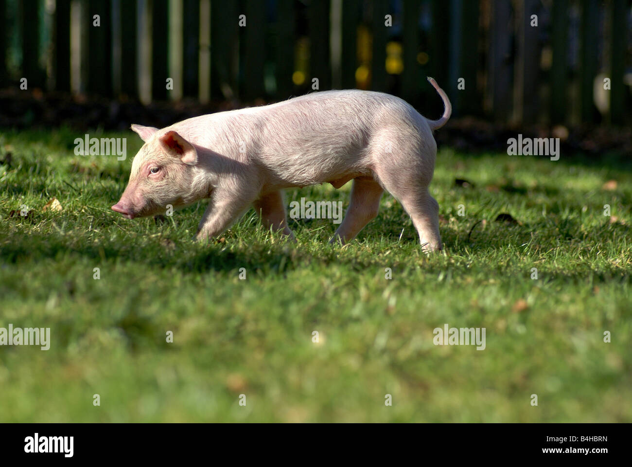 Pietrain piglet foraging in field Stock Photo