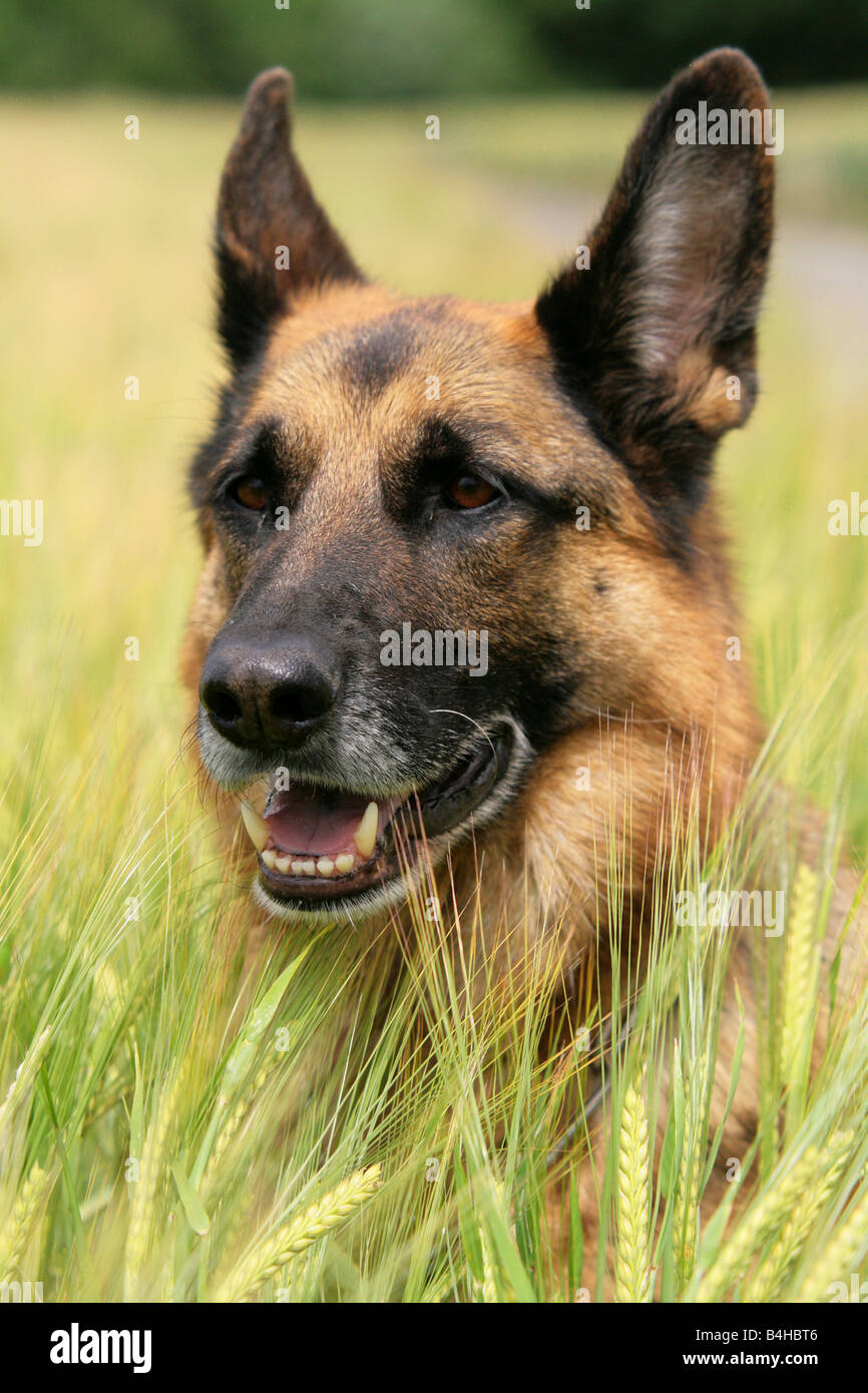 Close-up of German Shepherd in cornfield Stock Photo