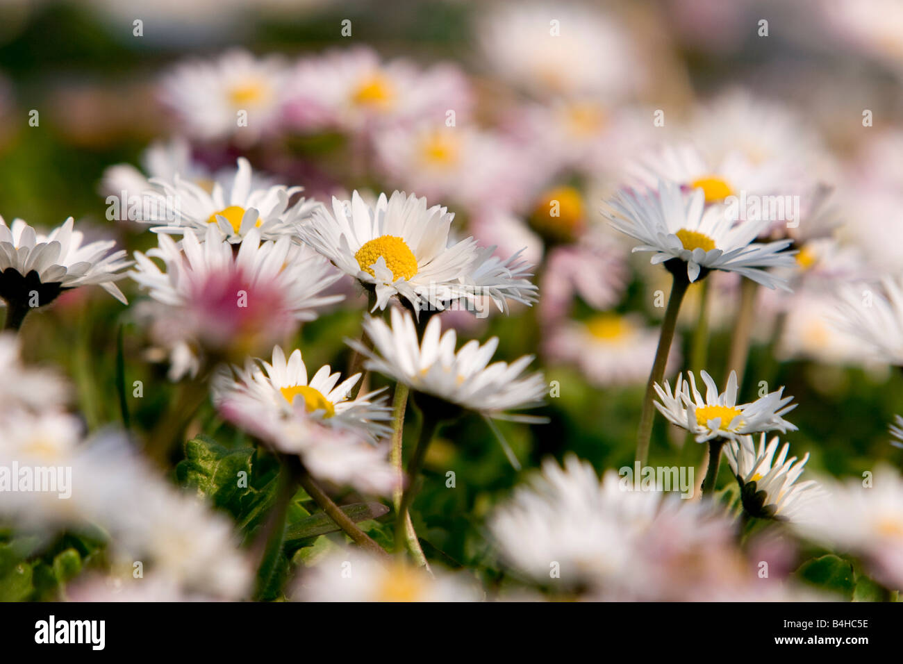 Daisy (Bellis Perennis) flowers blooming in field Stock Photo