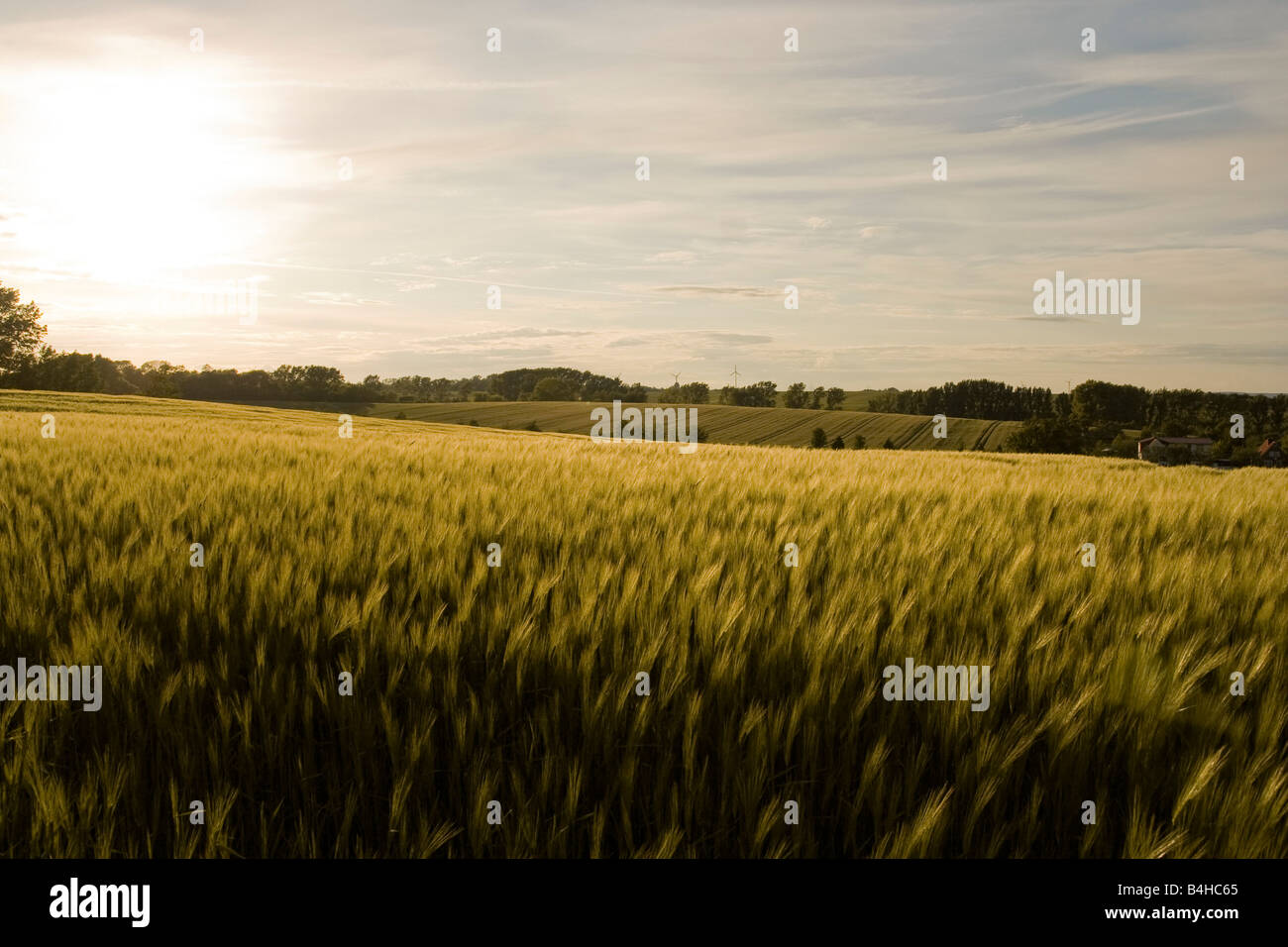 Corn crop in field Stock Photo