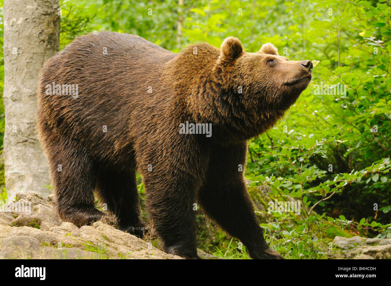 Grizzly bear (Ursus arctos horribilis) foraging in forest, Bavarian Forest, Bavaria, Germany Stock Photo