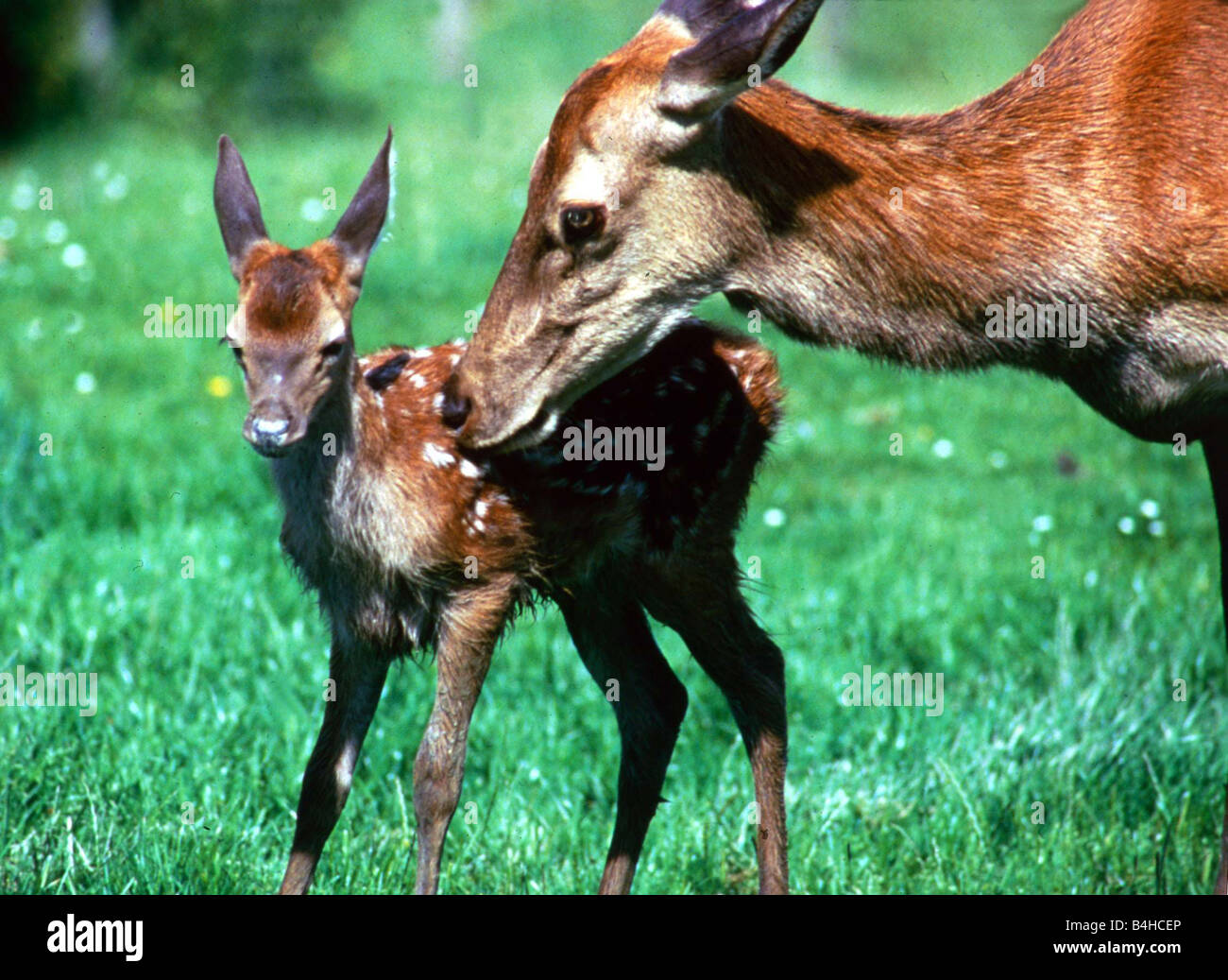Bambi the hand reared deer with her baby fawn North Devon Farm July 1985 Mirrorpix Stock Photo