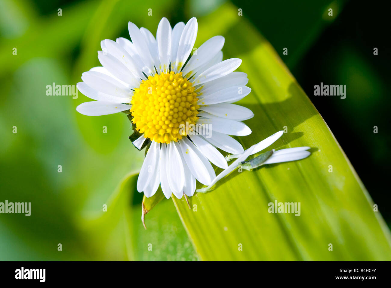 Close-up of white daisy (Bellis perennis) Stock Photo