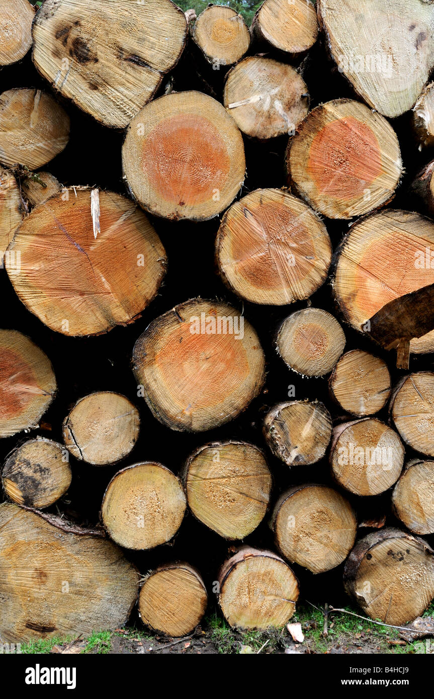Norway Spruce trees near Bridgnorth, Shropshire UK Stock Photo