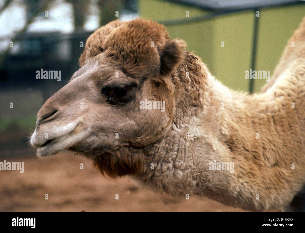 Close up of a camel at Belle Vue Zoo in Belfast Northern Ireland
