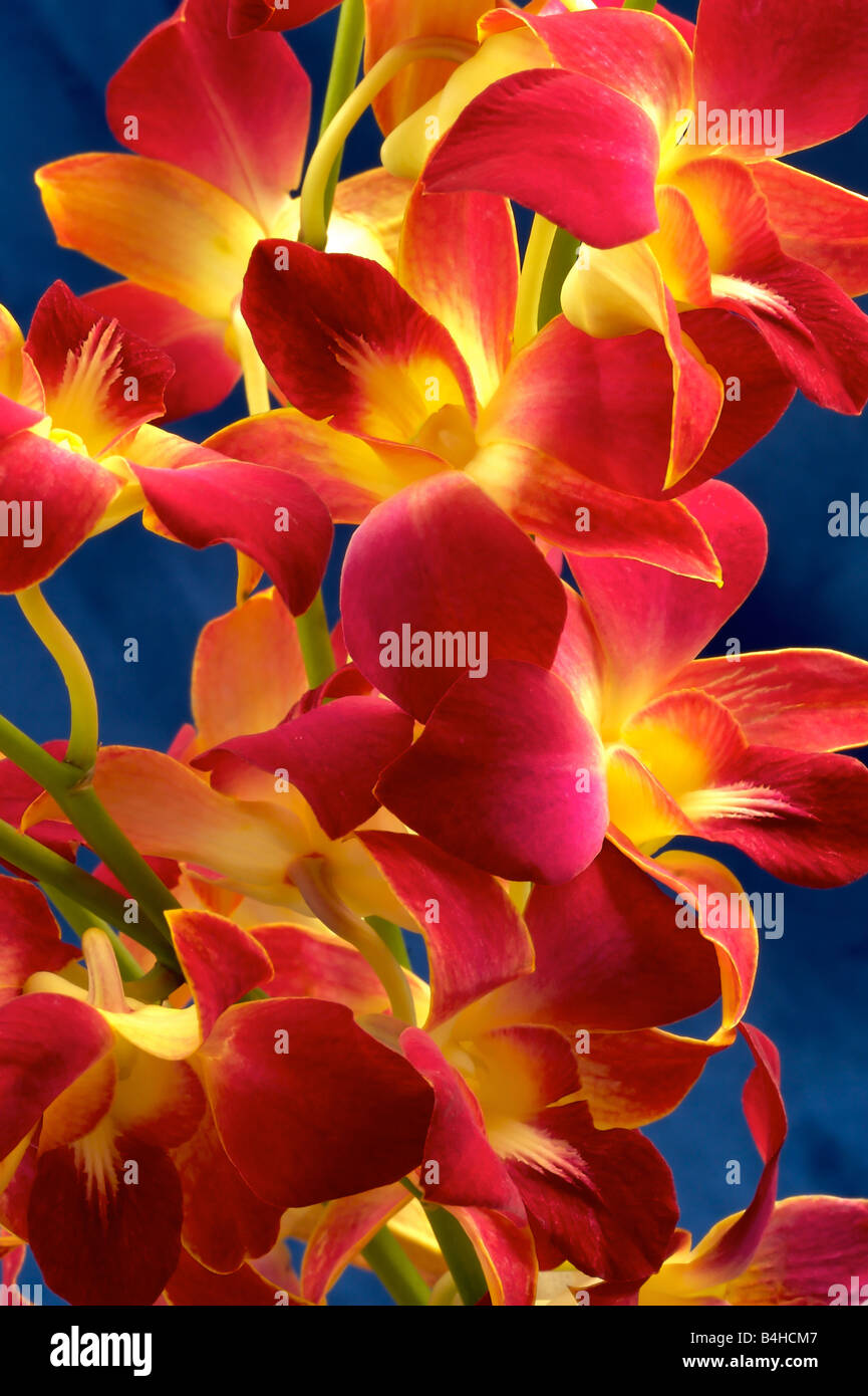 Hope orchid flower or Dendrobium malone Stock Photo Alamy