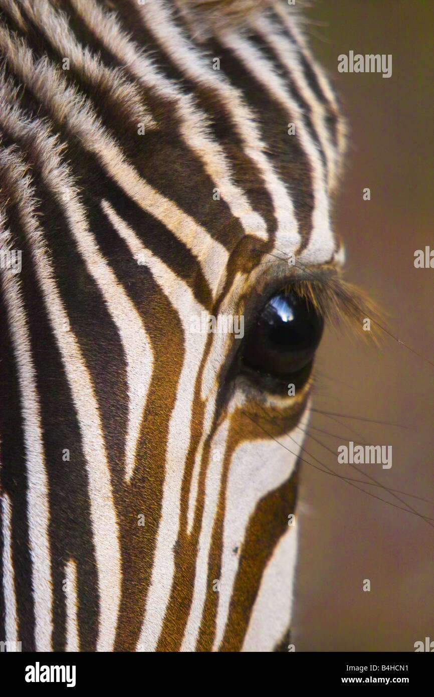 Two zebras, Equus quagga, raise up on their hind legs and fight Stock Photo  by Mint_Images