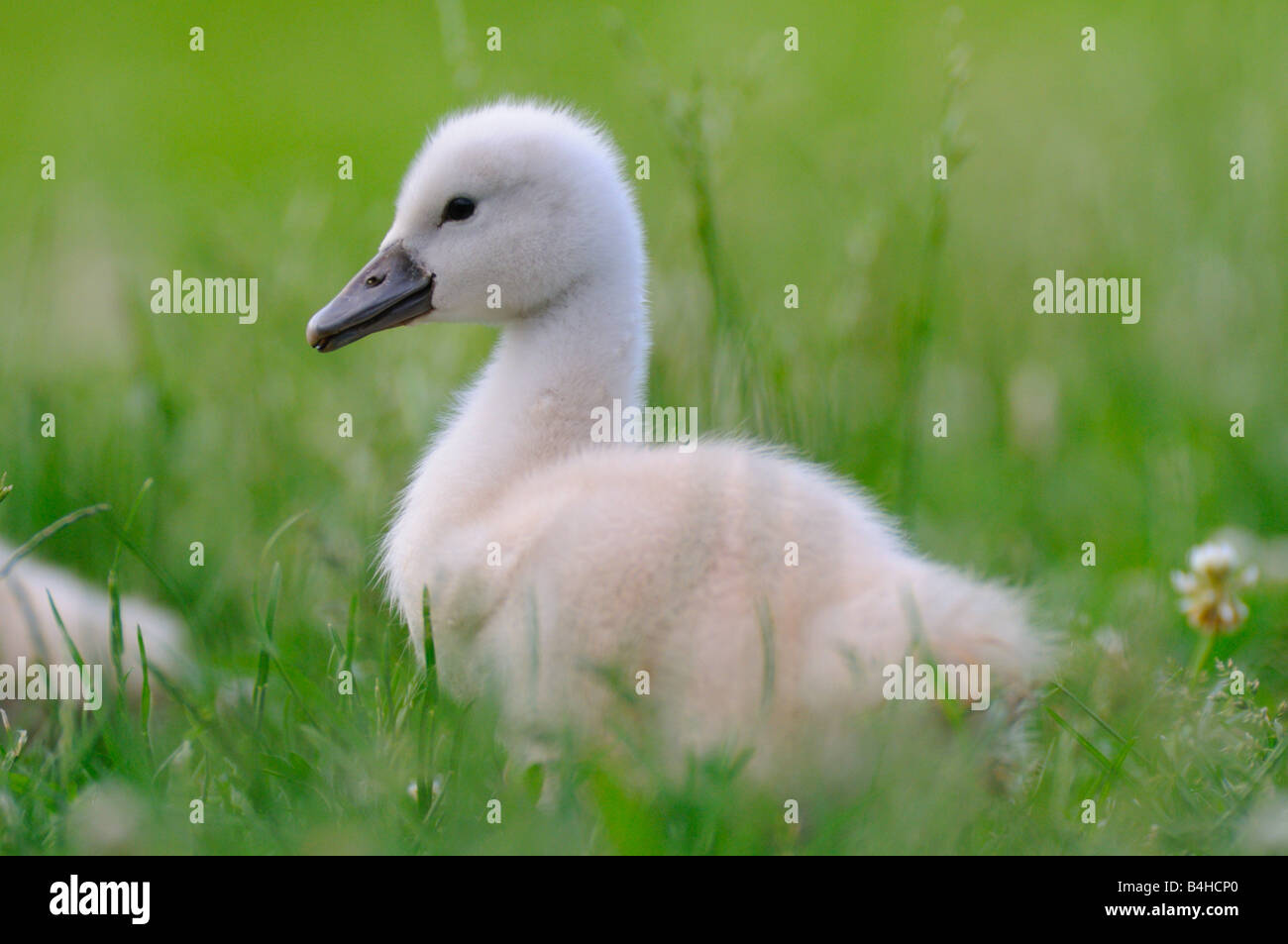 Mute swan (Cygnus olor) cygnet in field Stock Photo