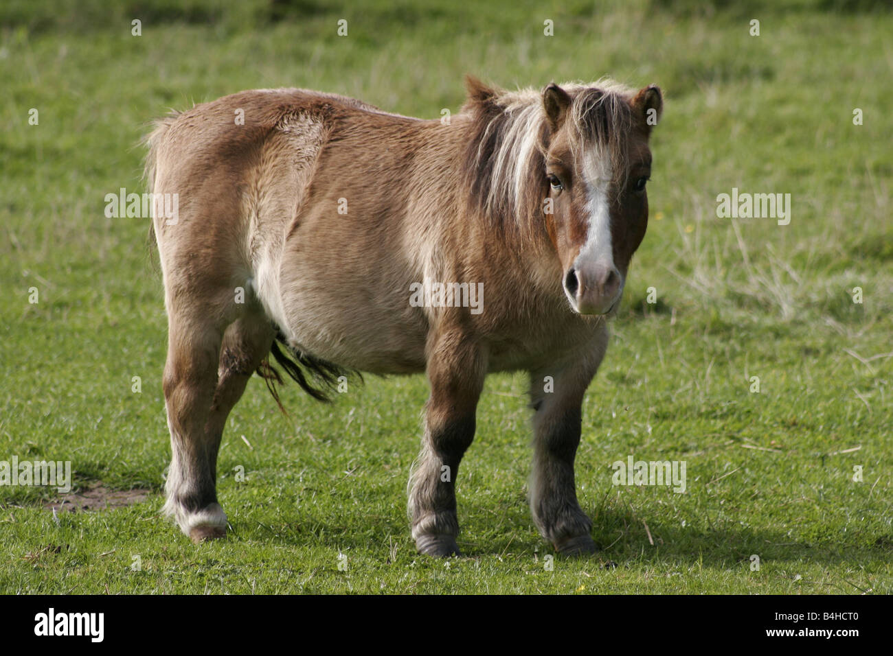 A Shetland Pony Stock Photo
