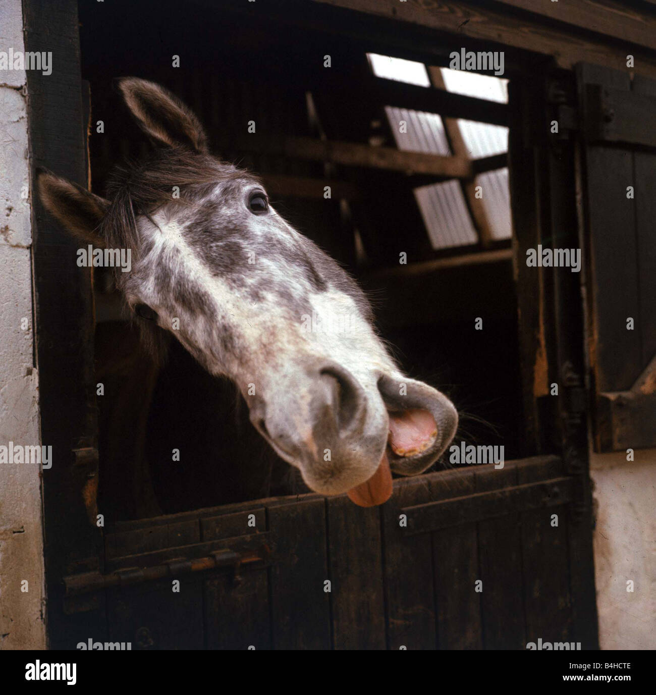 A horse in a stable belonging to Sheila Bridge at her riding school at Dean Dam farm in Newton le Willows March 1967 Stock Photo