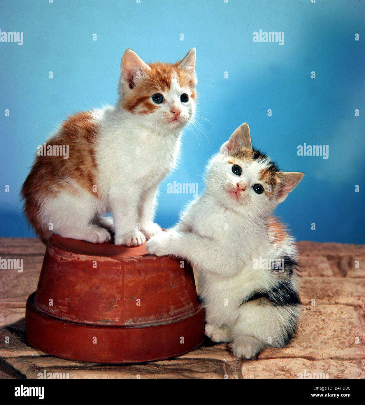 Two cute fluffy kittens playing February 1971 Stock Photo - Alamy