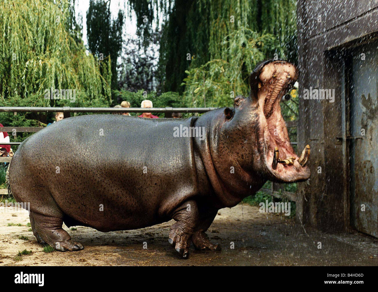 Animals Hippopotamus at Chessington Zoo September 1989 Stock Photo Alamy