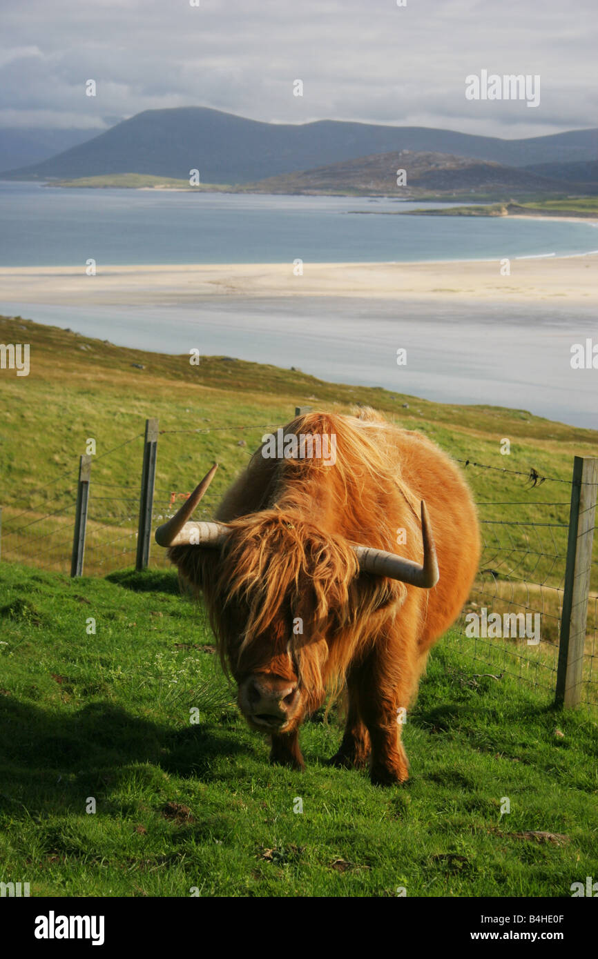 A Highland Cow on Toe Head, Harris, Outer Hebrides, Scotland, with Traigh Scarista behind Stock Photo