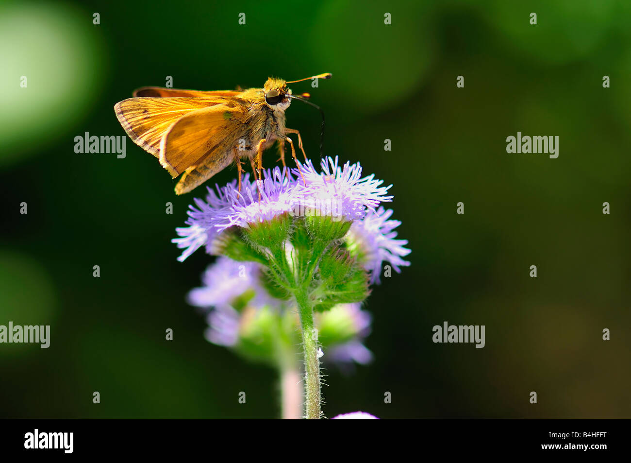 A Skipper butterfly, Hesperiidae, feeds on Ageratum. Oklahoma, USA. Stock Photo