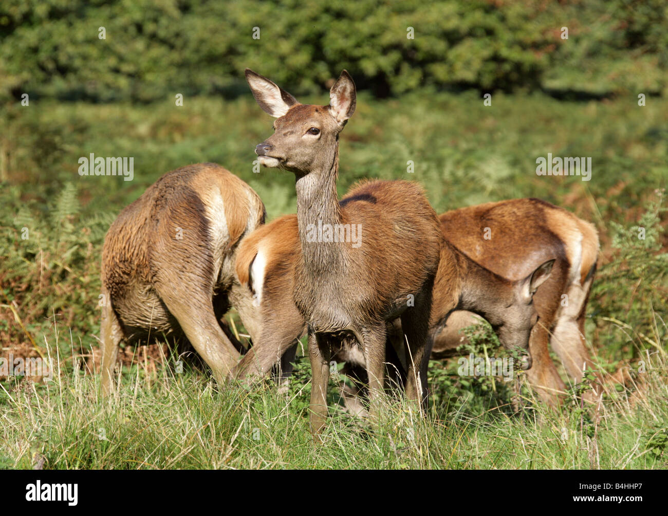 A Group of Red Deer Does, Cervus elaphus Stock Photo