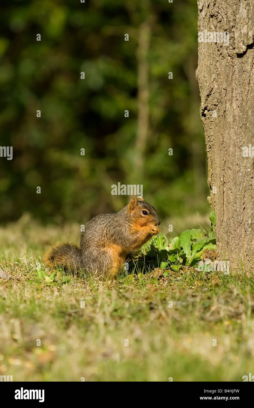 Fox Squirrel on Lawn Stock Photo