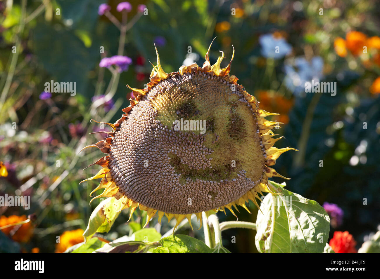 A dying sunflower with a smiley face Stock Photo