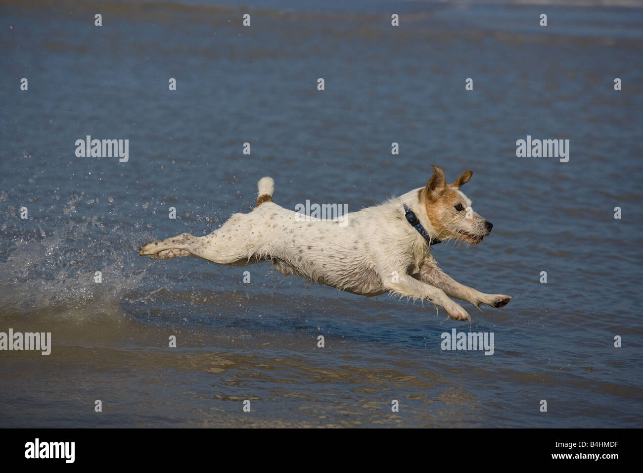 Jack Russell Terrier running on Cromer beach on the North Norfolk coast Stock Photo