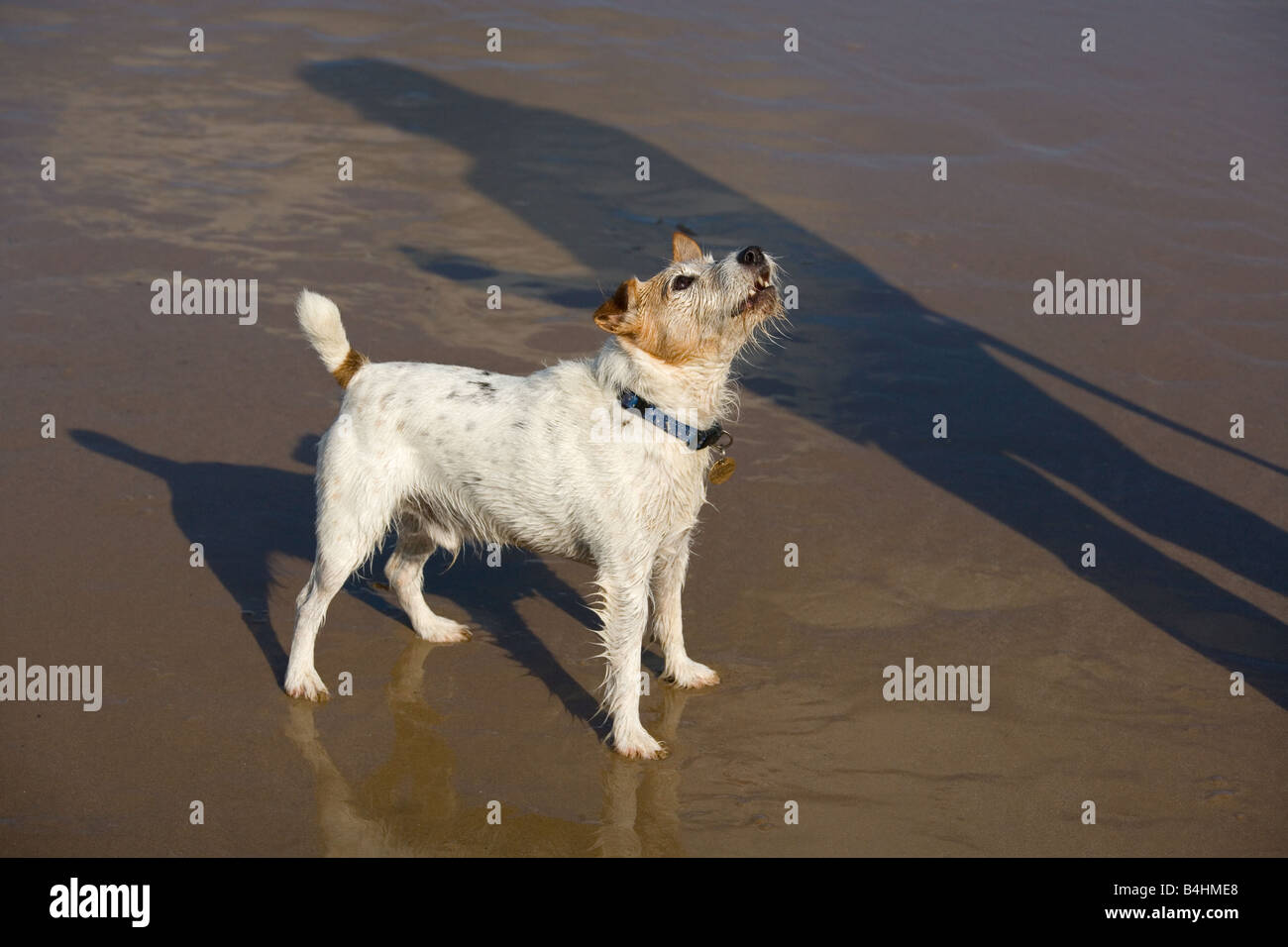 Jack Russell Terrier running on Cromer beach on the North Norfolk coast Stock Photo