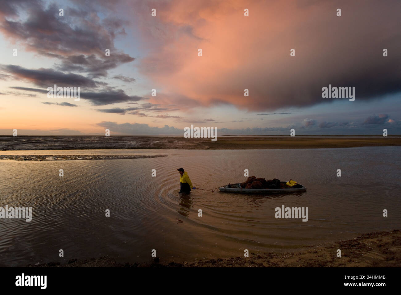 Returning with harvested mussels River Stiffkey Blakeney Harbour Norfolk September Stock Photo