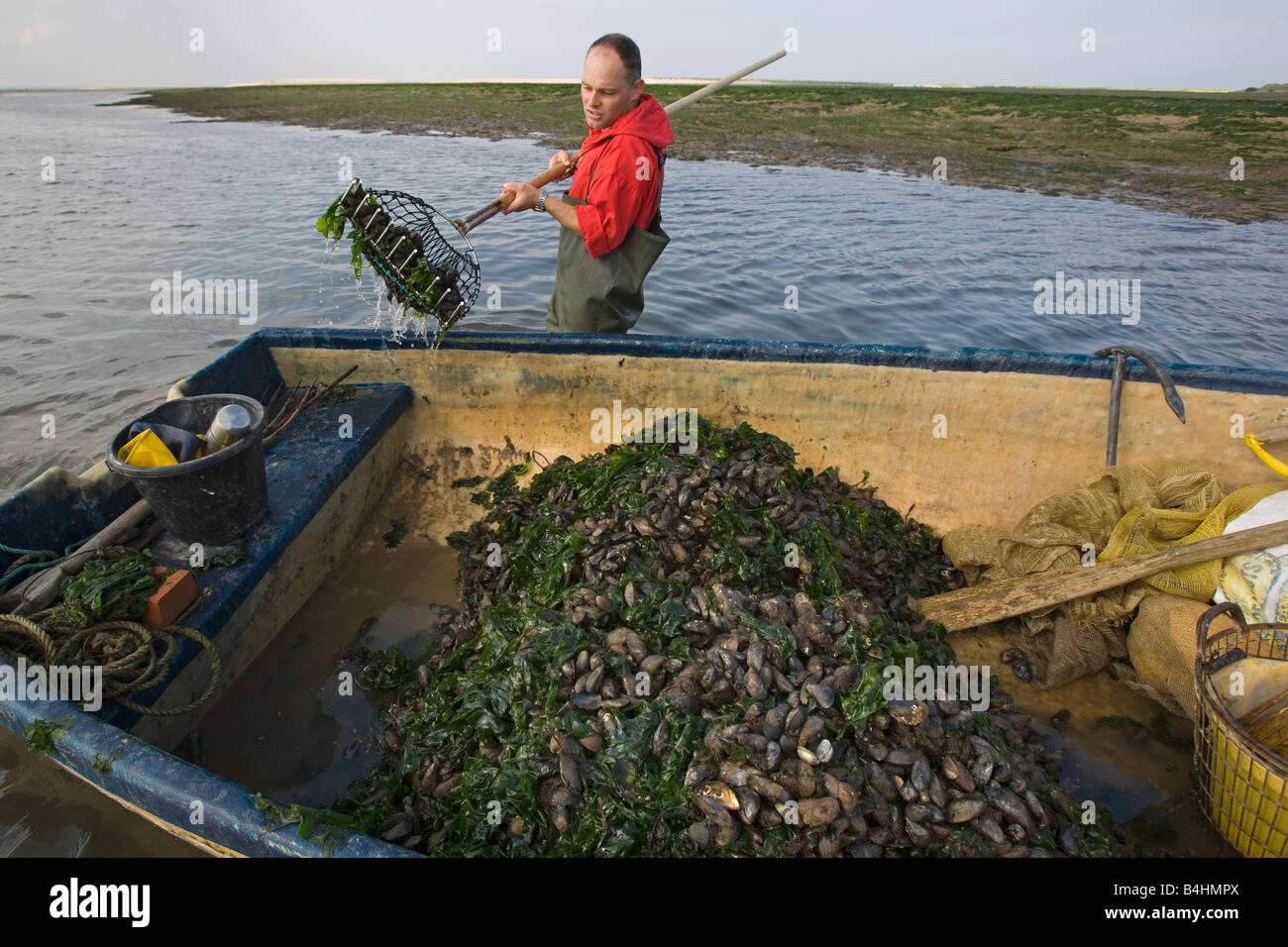 Fisherman harvesting Mussels in Blakeney Harbour Norfolk Stock Photo