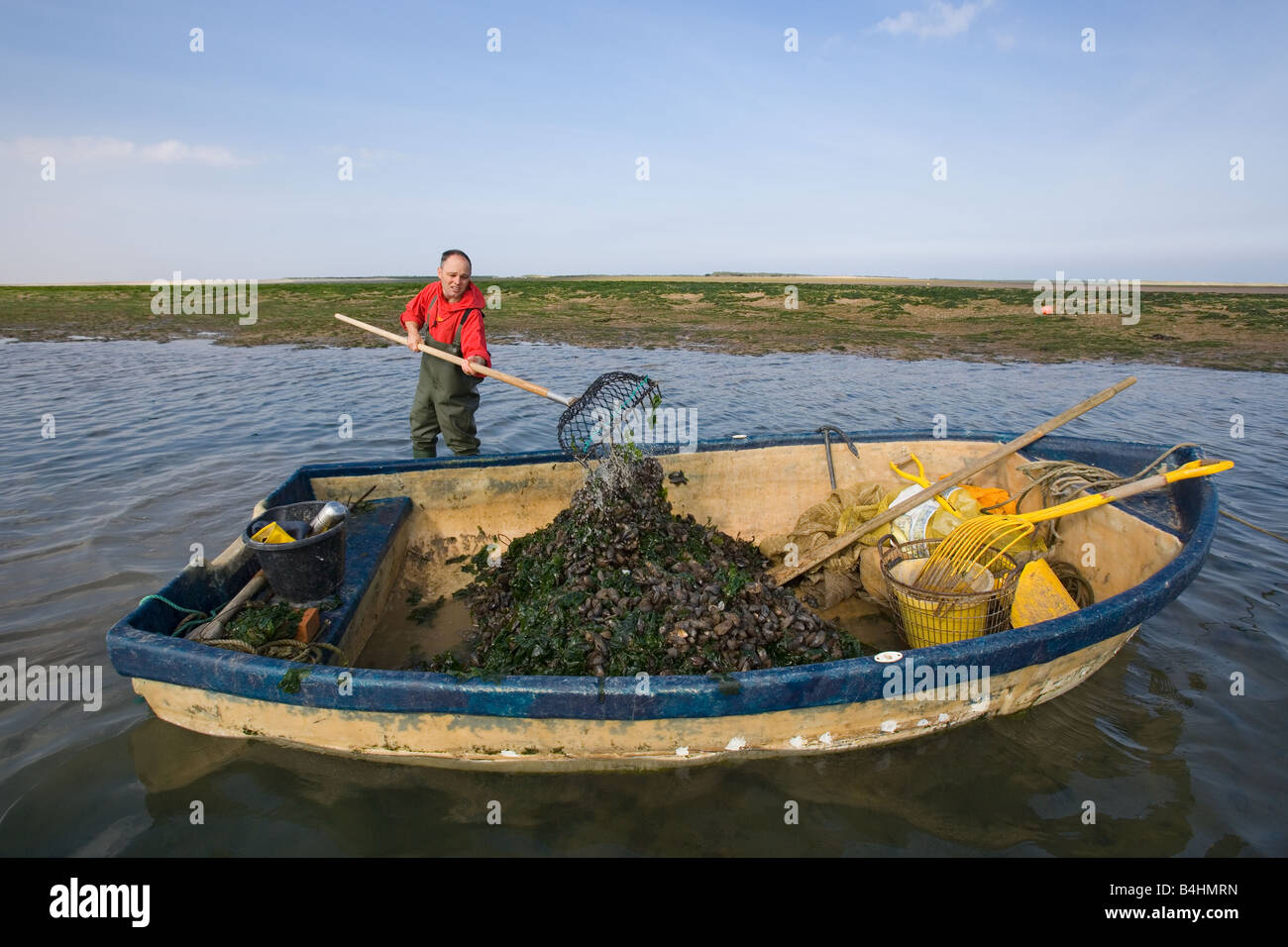 Fisherman harvesting Mussels in Blakeney Harbour Norfolk Stock Photo