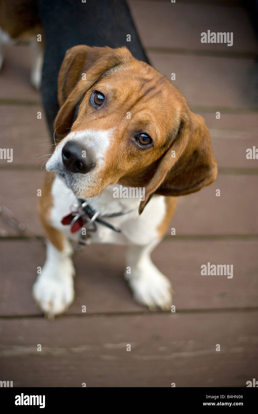 A young beagle dog tilting his head out of curiosity Stock Photo