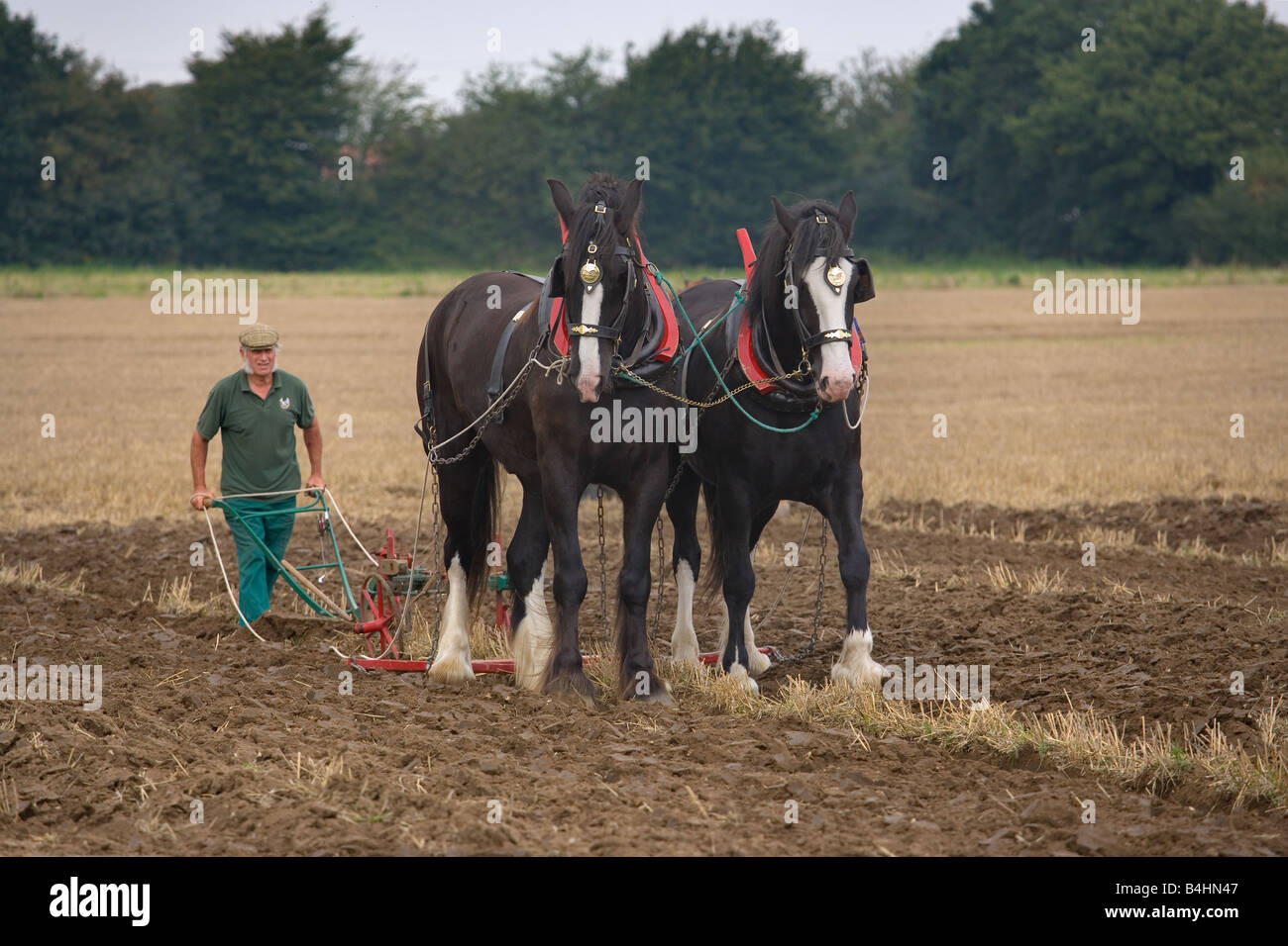 Ploughing with Shire Horses Norfolk UK September Stock Photo