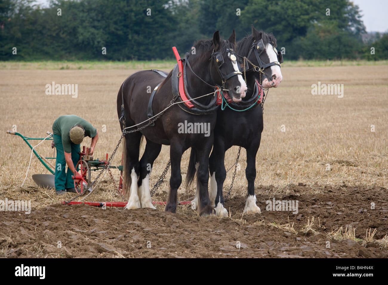 Ploughing with Shire Horses Norfolk UK September Stock Photo Alamy