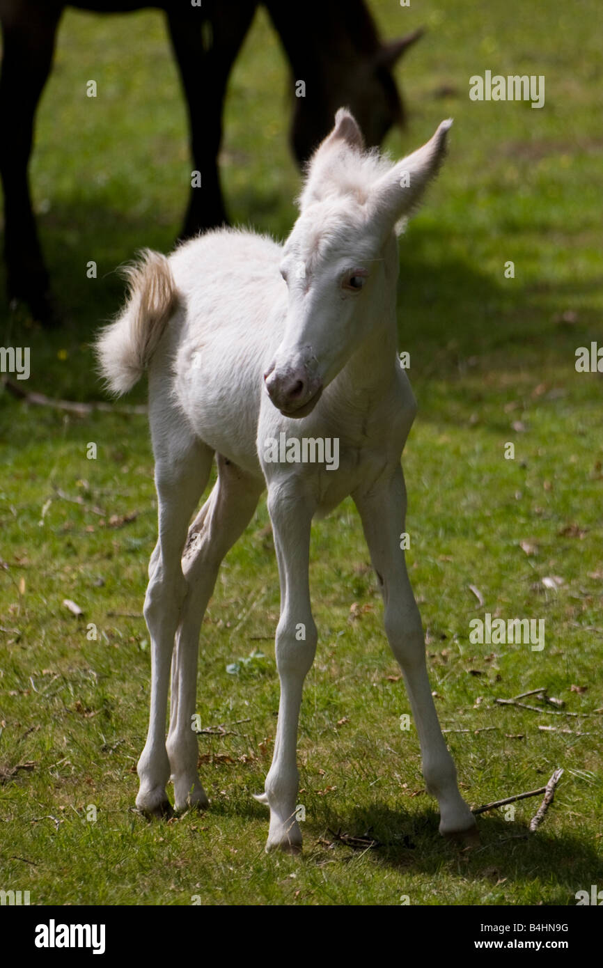 White pony foal standing up Stock Photo